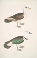 Mallard Green Anas girra male and female - John Edward Gray — artwork view