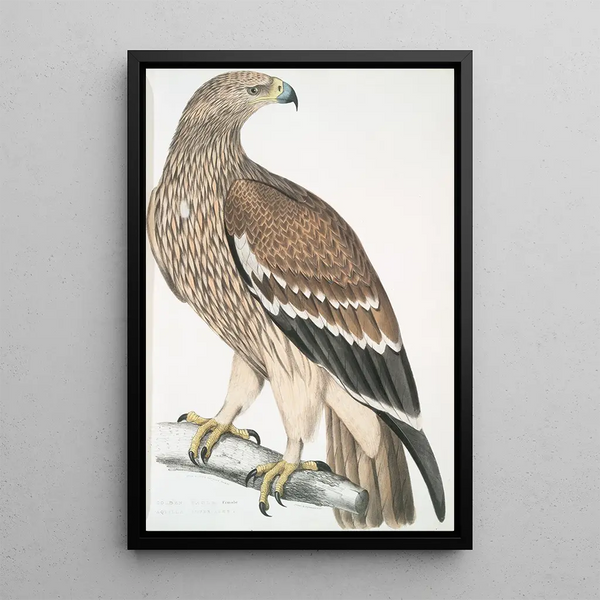 Golden eagle Aquilla imperialis female - John Edward Gray — framed artwork on a wall