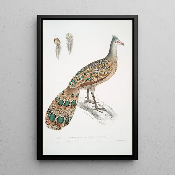 Hardwicke's Polyplectron Polyplectron Hardwickii - John Edward Gray — framed artwork on a wall
