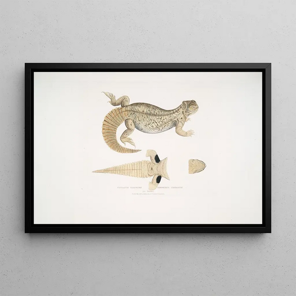 Uromastix de Hardwicke, Uromastix hardwickii de l'Hindoustan - John Edward Gray — framed artwork on a wall