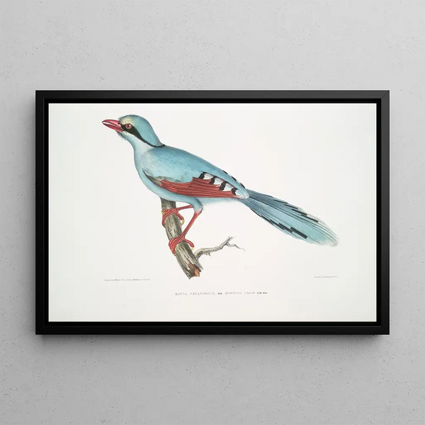 Chasse au corbeau Kitta venatorius - John Edward Gray — framed artwork on a wall
