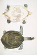 Trionyx Hurum Trionyx Hurum - John Edward Gray — artwork view