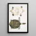 Trionyx Hurum Trionyx Hurum - John Edward Gray — framed artwork on a wall