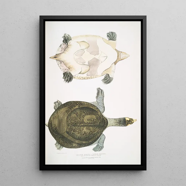 Trionyx Hurum Trionyx Hurum - John Edward Gray — framed artwork on a wall