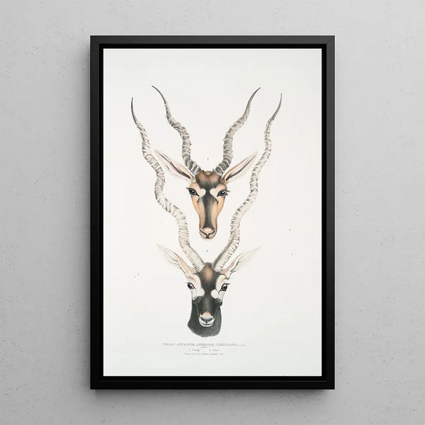 Indian antelope Antilopa cervicapra head and horns 1 young 2 adults - John Edward Gray — framed artwork on a wall