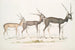 Indian Antelope Antilope cervicapra 1 Young in January 1822 2 same individual late October 1823 3 Adult - John Edward Gray — artwork view
