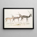 Indian Antelope Antilope cervicapra 1 Young in January 1822 2 same individual late October 1823 3 Adult - John Edward Gray — framed artwork on a wall
