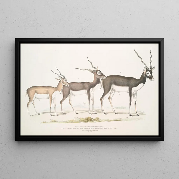 Indian Antelope Antilope cervicapra 1 Young in January 1822 2 same individual late October 1823 3 Adult - John Edward Gray — framed artwork on a wall