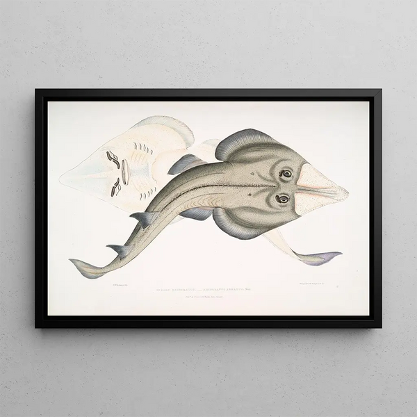 Rhinobate armed Indian - John Edward Gray — framed artwork on a wall