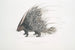 Porcupine with Indian crest Hystrix cristata - John Edward Gray — artwork view