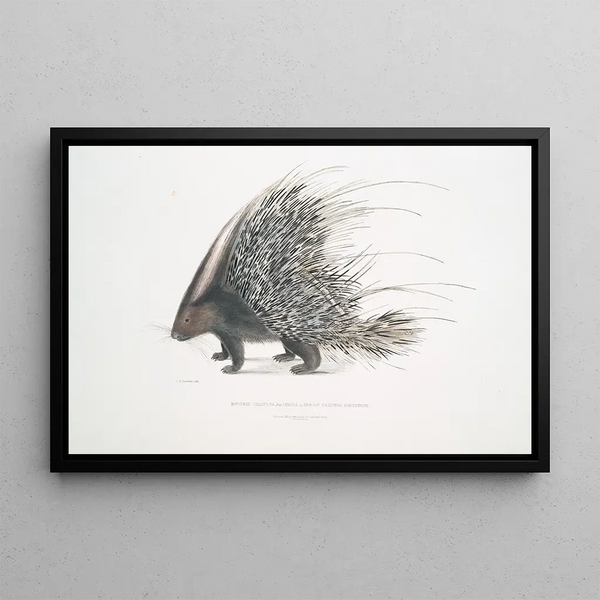 Porcupine with Indian crest Hystrix cristata - John Edward Gray — framed artwork on a wall