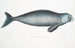 Dugong Indian Halicora Dugung - John Edward Gray — artwork view