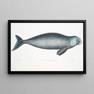 John Edward Gray - Indian Dugong Halicora Dugung.webp