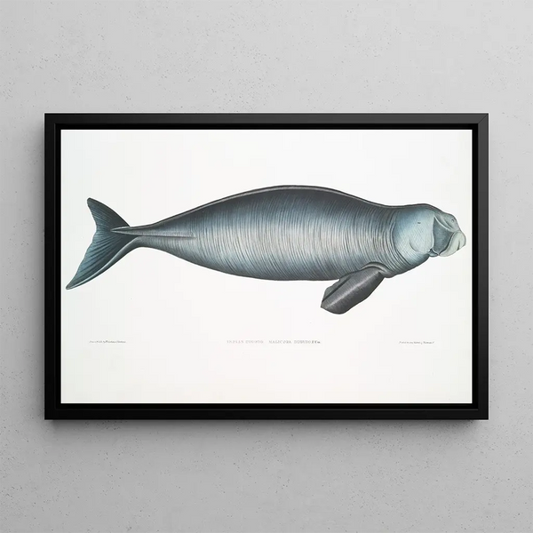 Dugong Indian Halicora Dugung - John Edward Gray — framed artwork on a wall