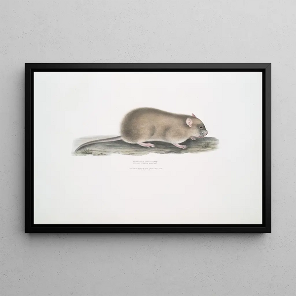 Mouse of the Indian fields Arvicola Indica - John Edward Gray — framed artwork on a wall