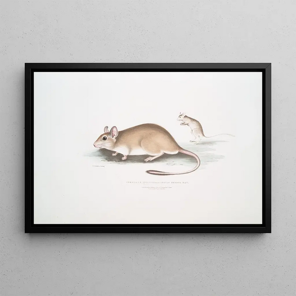 Rat Gerboise Indien Gerbillus Indicus - John Edward Gray — framed artwork on a wall