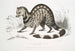 Zibeth Indian Viverra zibetta - John Edward Gray — artwork view