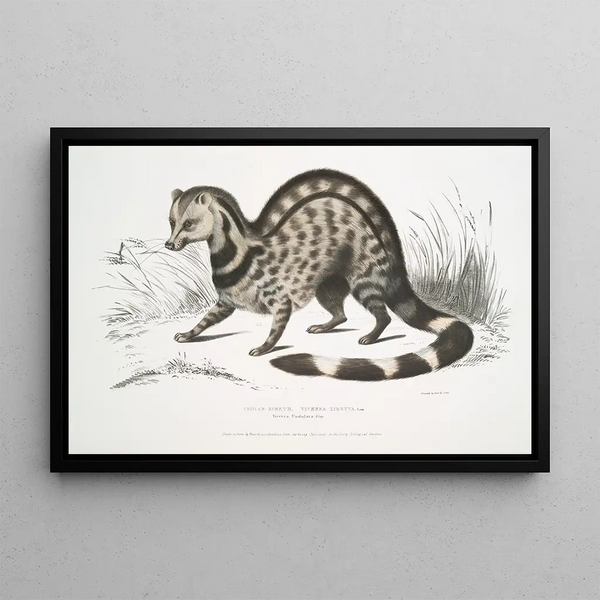 Zibeth Indian Viverra zibetta - John Edward Gray — framed artwork on a wall