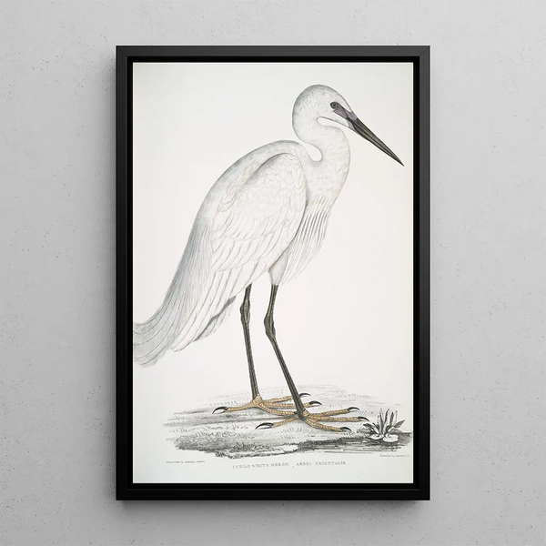 Héron blanc indien Ardea orientalis - John Edward Gray — framed artwork on a wall