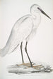 Héron blanc indien Ardea orientalis - John Edward Gray — artwork view