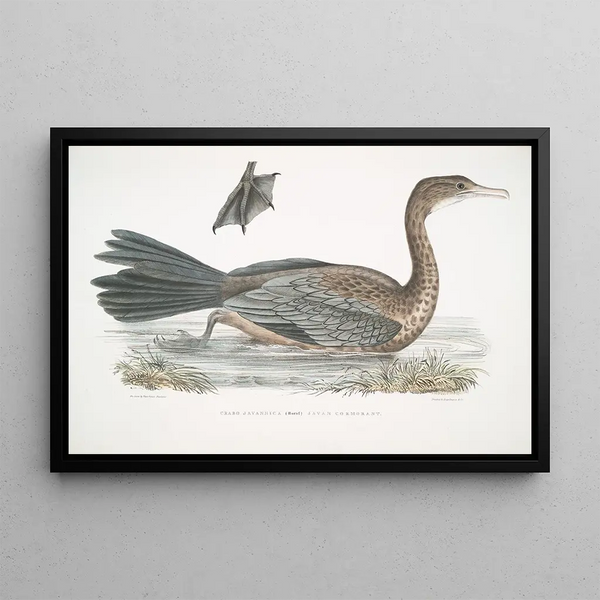 Cormoran javanais Crabo Carbo Javannica - John Edward Gray — framed artwork on a wall