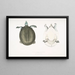 Trionyx javanais - John Edward Gray — framed artwork on a wall