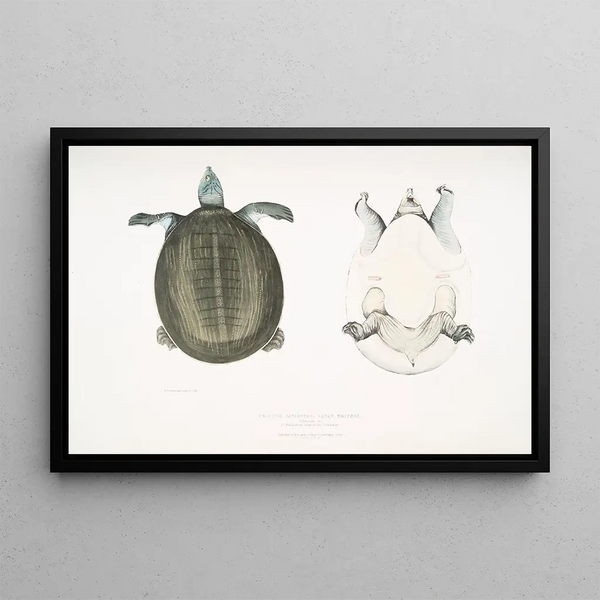 Trionyx javanais - John Edward Gray — framed artwork on a wall
