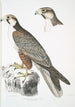 Faucon Jugger Falco Jugger 1 mâle 2 femelle taille naturelle - John Edward Gray — artwork view