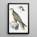 Faucon Jugger Falco Jugger 1 mâle 2 femelle taille naturelle - John Edward Gray — framed artwork on a wall
