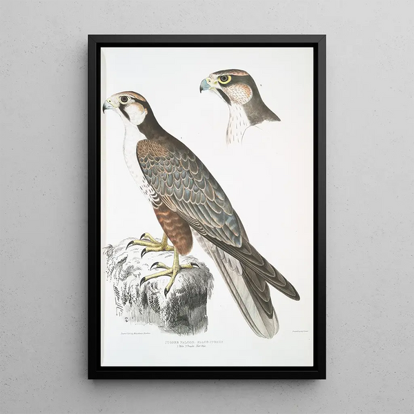 Faucon Jugger Falco Jugger 1 mâle 2 femelle taille naturelle - John Edward Gray — framed artwork on a wall