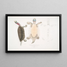 Kachuga Terrapin Emys Kachuga - John Edward Gray — framed artwork on a wall