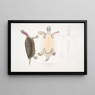 John Edward Gray - Kachuga Terrapin Emys Kachuga.webp