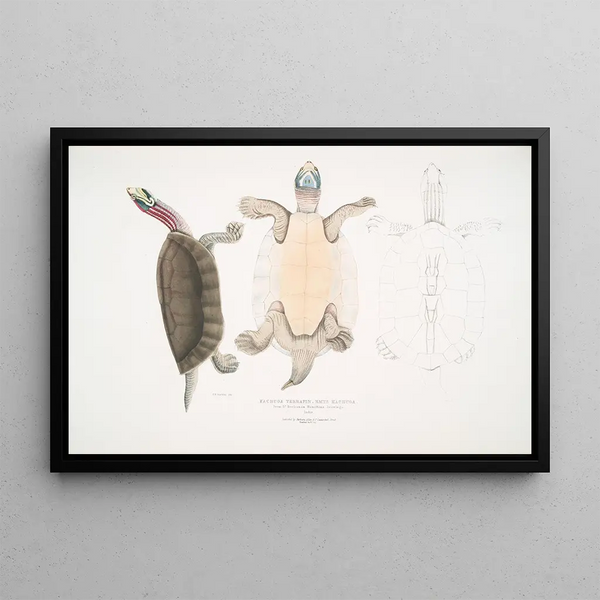 Kachuga Terrapin Emys Kachuga - John Edward Gray — framed artwork on a wall