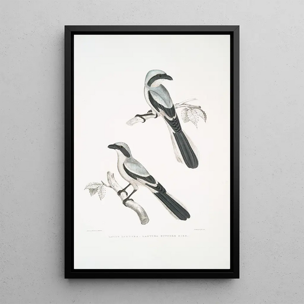 Pie-grièche Lahtora Lanius Lahtora - John Edward Gray — framed artwork on a wall