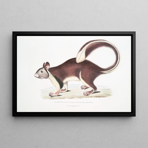 Squirrel with large tail Sciurus macrourus - John Edward Gray — framed artwork on a wall