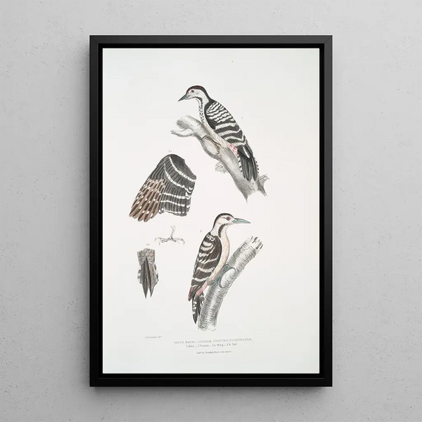 Pic épeichette Picus Macei 1 mâle 2 femelle 2a aile 2b queue - John Edward Gray — framed artwork on a wall
