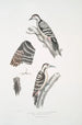 Pic épeichette Picus Macei 1 mâle 2 femelle 2a aile 2b queue - John Edward Gray — artwork view