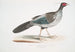 Himalayan Pheasant lined Phasianus Hamiltonii - John Edward Gray — artwork view