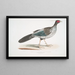 Himalayan Pheasant lined Phasianus Hamiltonii - John Edward Gray — framed artwork on a wall