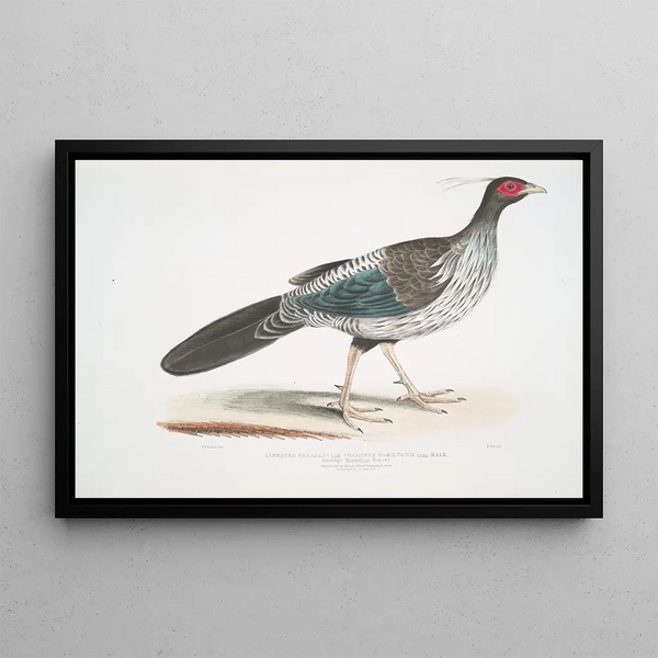 Himalayan Pheasant lined Phasianus Hamiltonii - John Edward Gray — framed artwork on a wall