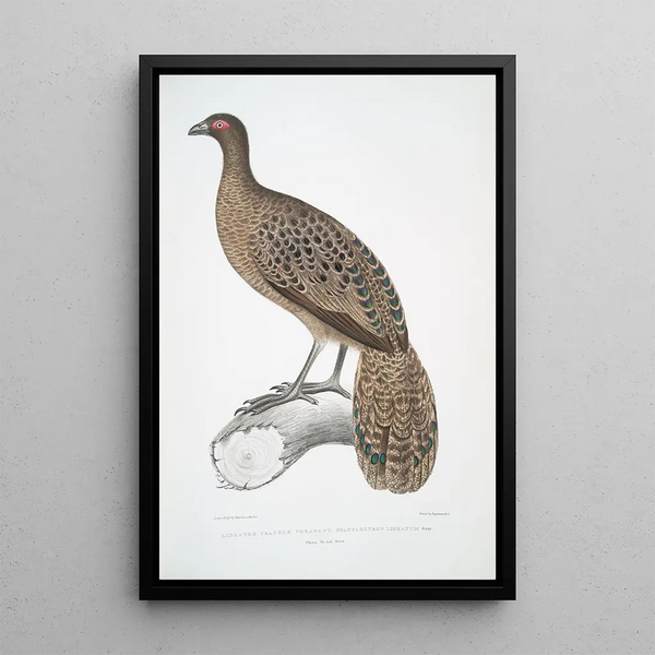 Pheasant peacock lined Polyplectron lineatum - John Edward Gray — framed artwork on a wall