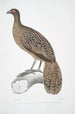 Pheasant peacock lined Polyplectron lineatum - John Edward Gray — artwork view