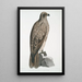 Aigle pêcheur ligné Halitus lineatus - John Edward Gray — framed artwork on a wall
