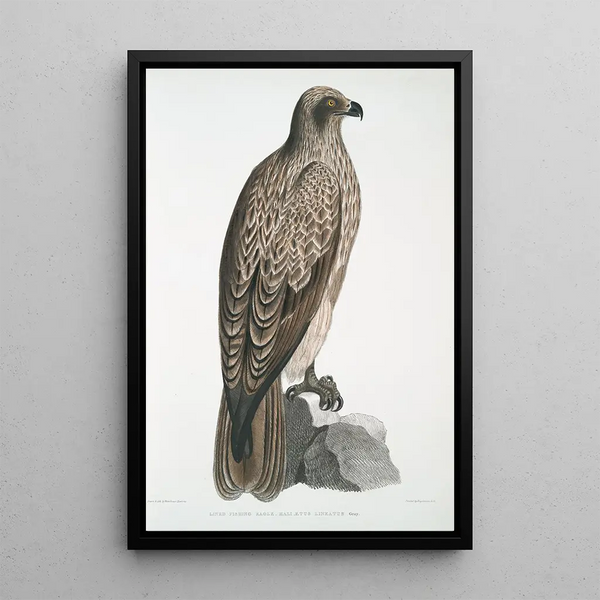 Aigle pêcheur ligné Halitus lineatus - John Edward Gray — framed artwork on a wall