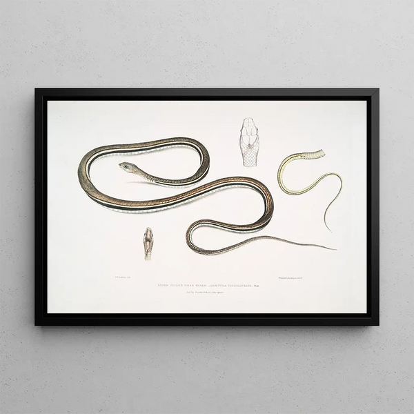 the Tree Snake with Striped Tail Ahtula caudolineata - John Edward Gray — framed artwork on a wall