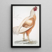 Coq de Malabar Gallus gigantea taille naturelle - John Edward Gray — framed artwork on a wall