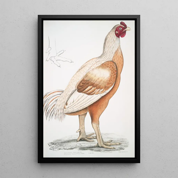 Coq de Malabar Gallus gigantea taille naturelle - John Edward Gray — framed artwork on a wall