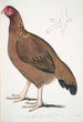 Poule de Malabar Gallus giganteus commun dans le Doab - John Edward Gray — artwork view