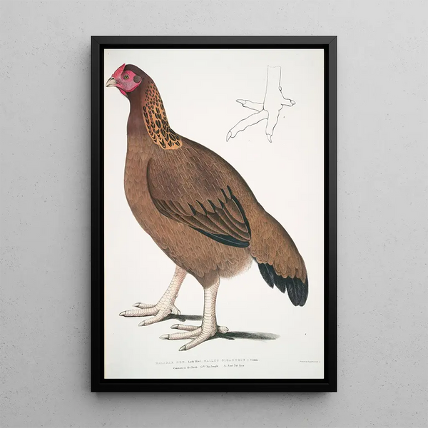 Poule de Malabar Gallus giganteus commun dans le Doab - John Edward Gray — framed artwork on a wall