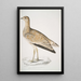 Outarde marbrée Otis marmorata - John Edward Gray — framed artwork on a wall